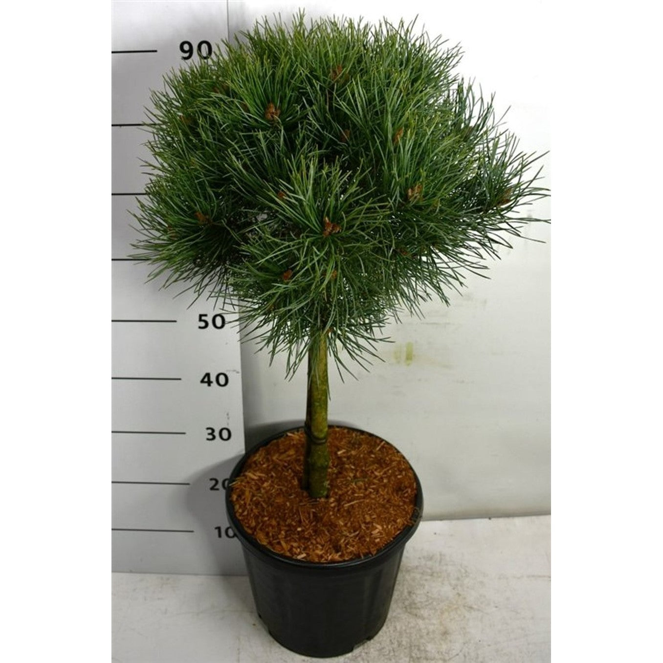 Tall – Pinus sylvestris 'Watereri' - C13 40 cm. Stam